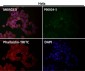 Anti-Phospho-Akt (Ser473) AKT1 Rabbit Monoclonal Antibody